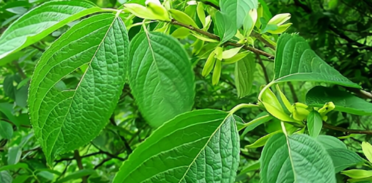 尊龙凯时(中国)人生就是搏!