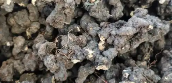 ×ðÁú¿Ê±(Öйú)ÈËÉú¾ÍÊDz«!